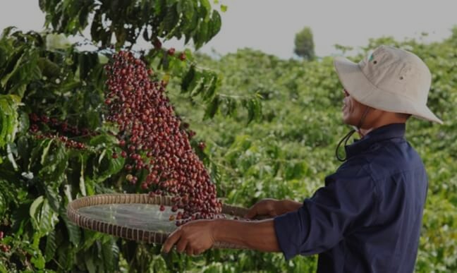 Origines du Café