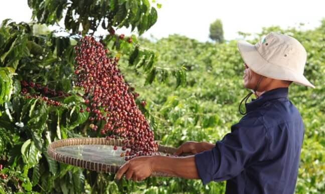 Origines du café