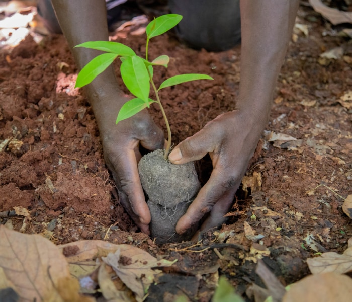 2017 : Adhésion à la Cocoa & Forests Initiative (CFI)