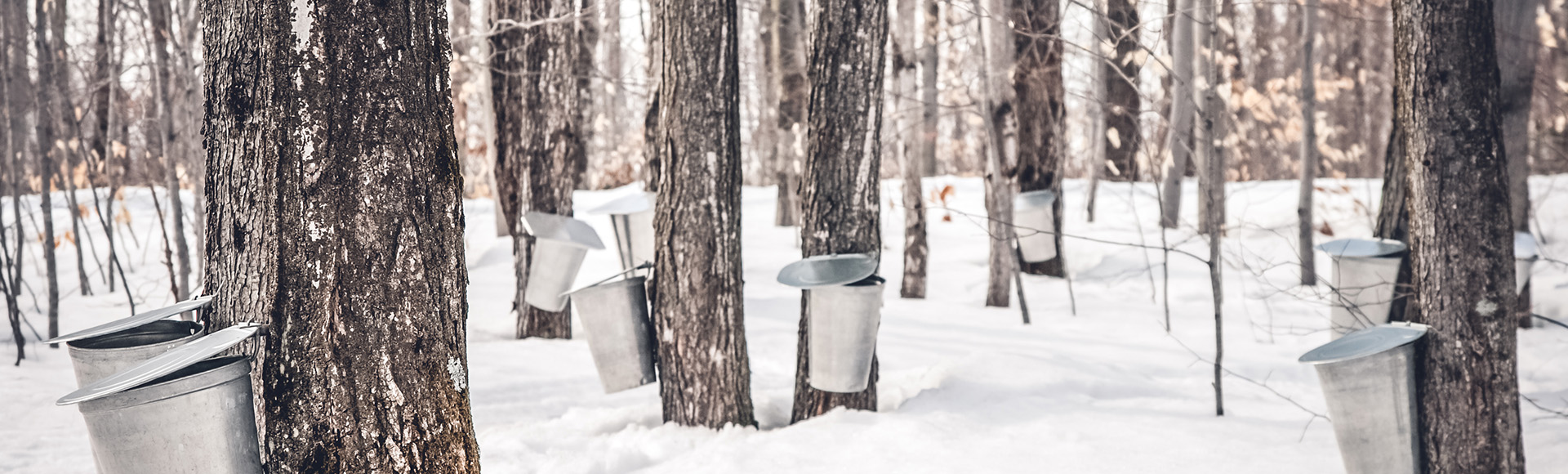 Winter saplings Winter saplings
