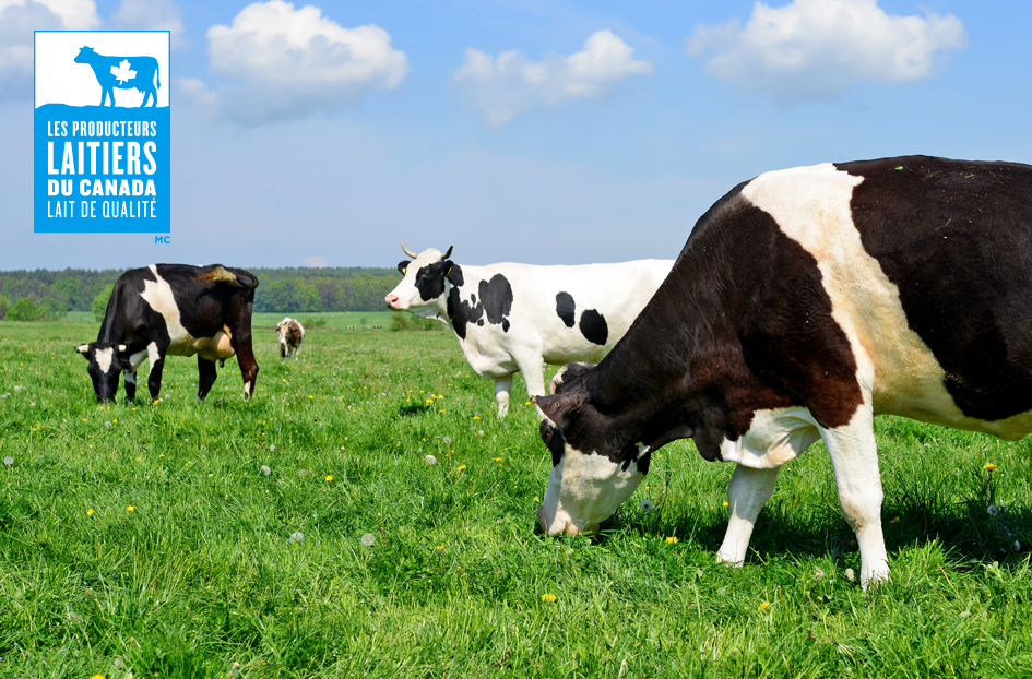 dairy cow dairy cow