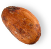 Fève de cacao