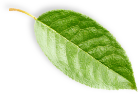 Feuille de cacao vert